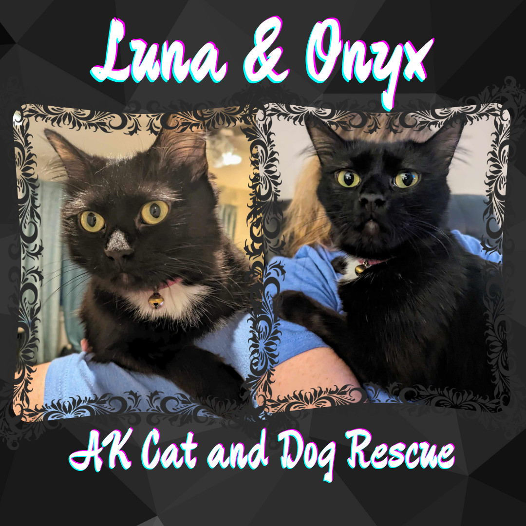 Luna (w/Onyx), an adoptable Domestic Long Hair in Wasilla, AK, 99654 | Photo Image 1