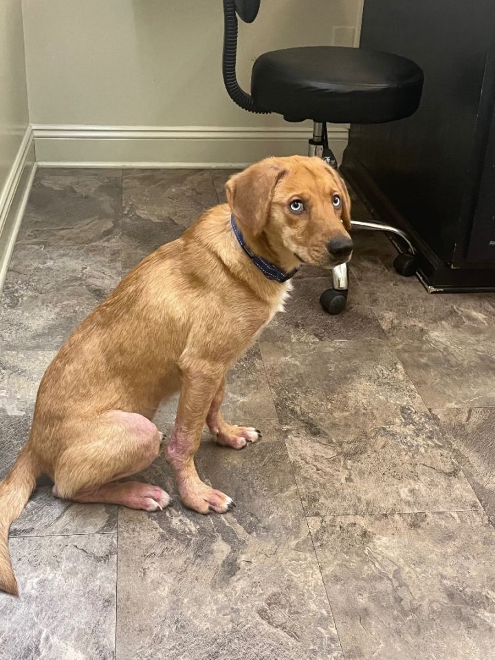 Catahoula golden hot sale retriever mix