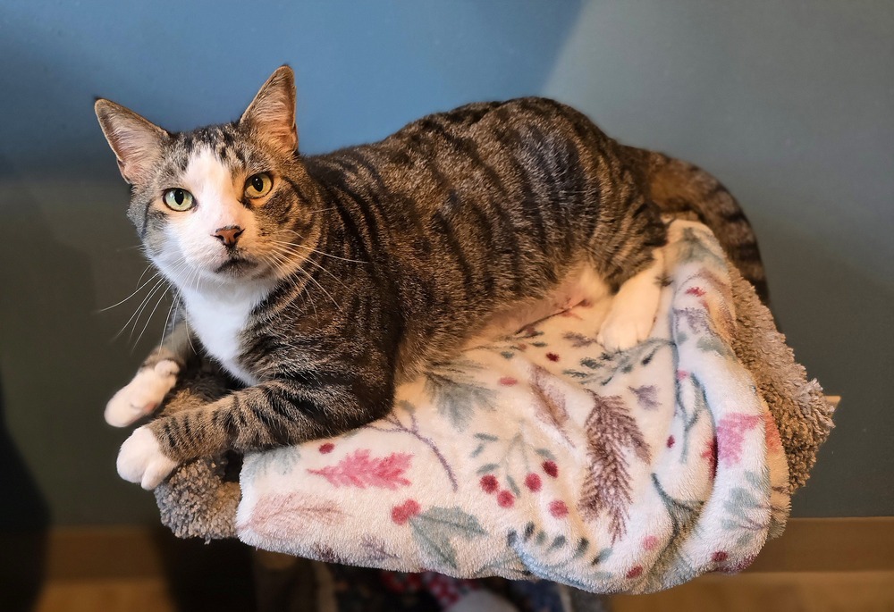 Steven, an adoptable Domestic Short Hair in Vancouver, WA, 98661 | Photo Image 1