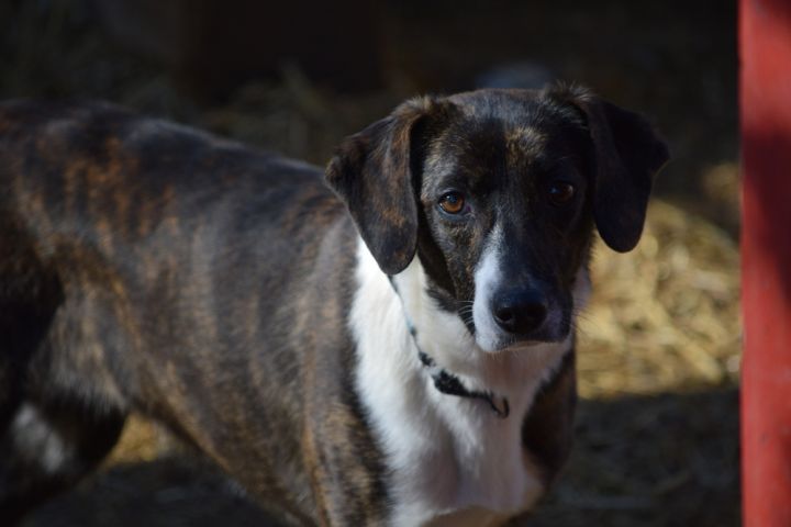 Catahoula corgi hot sale