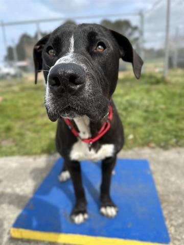 TOAD, an adoptable Pit Bull Terrier, Mixed Breed in McKinleyville, CA, 95519 | Photo Image 1