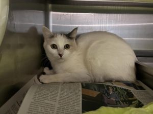 FIREFLY Domestic Short Hair Cat