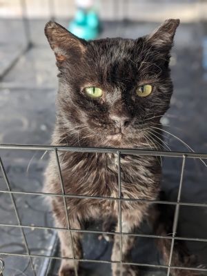 Meet Zorro Zorro is 5 years old FIV boy that came from a colony in really bad shape he was