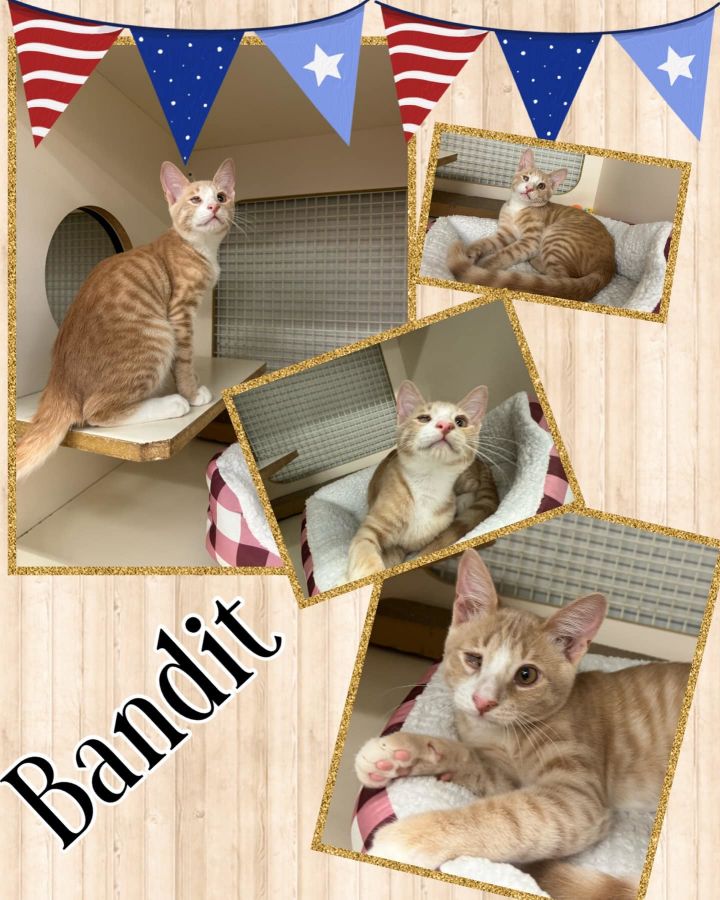 Bandit 1