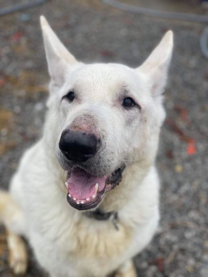 Hans , an adopted White German Shepherd in Chicago, IL_image-1