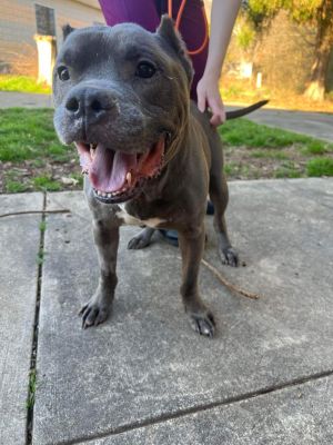 Tyson (GA) Pit Bull Terrier Dog
