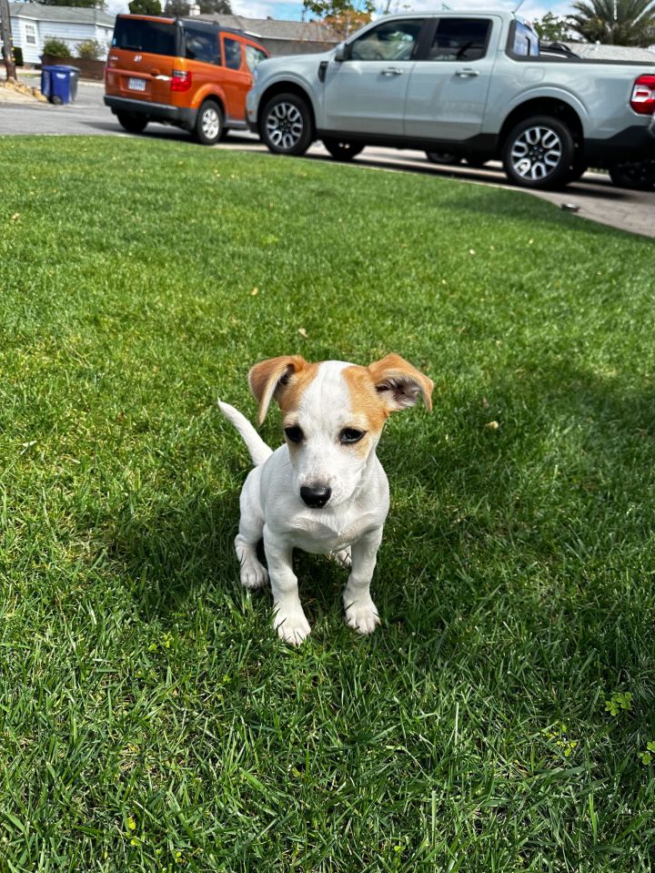 Japanese chin best sale terrier mix