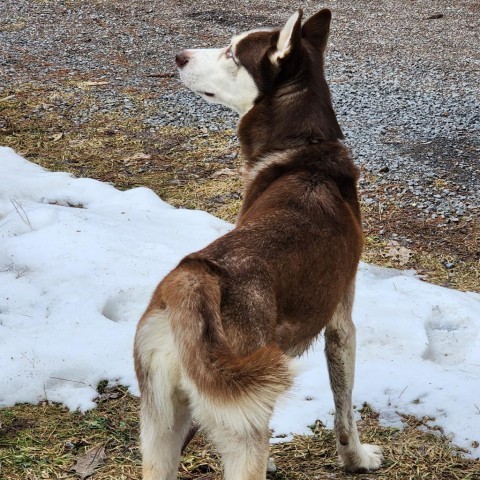 Hugo, an adoptable Husky in Glenfield, NY, 13343 | Photo Image 2