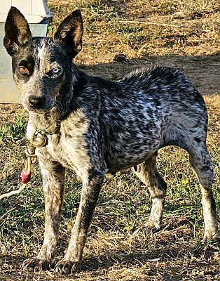 Deaf store blue heeler