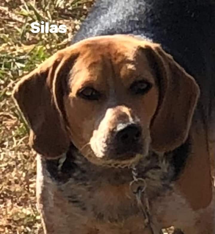 Silas, an adoptable Beagle Mix in Weatherford, TX_image-1