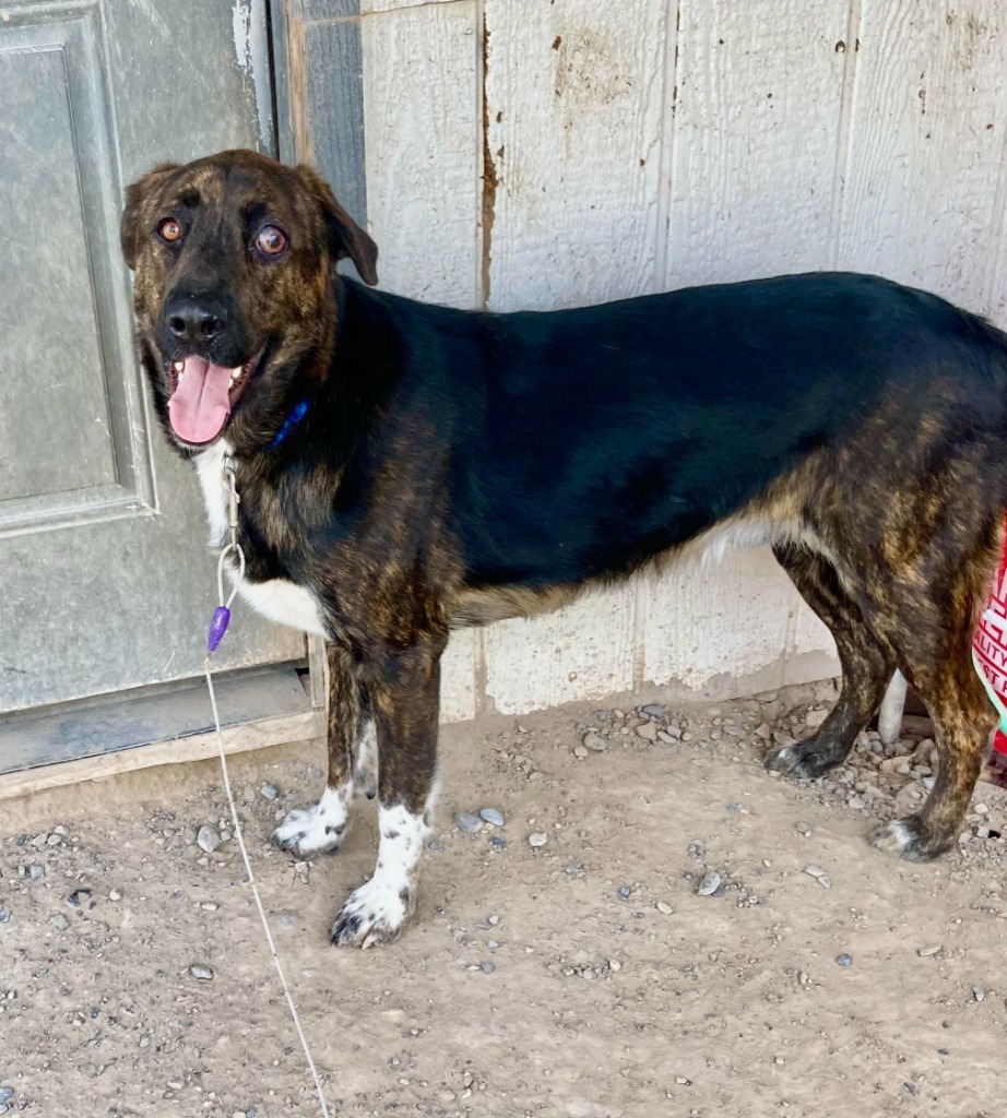 Hannibal/Axel, an adoptable Border Collie, Shepherd in Pahrump, NV, 89048 | Photo Image 1