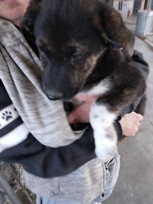 Hannibal/Axel, an adoptable Border Collie, Shepherd in Pahrump, NV, 89048 | Photo Image 2