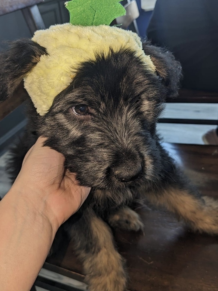 German best sale shep aussiedoodle