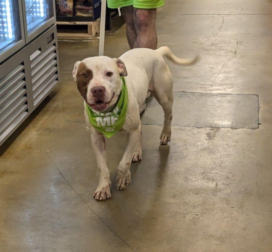 ALFALFA, an adoptable Mixed Breed in Florence, SC, 29506 | Photo Image 1