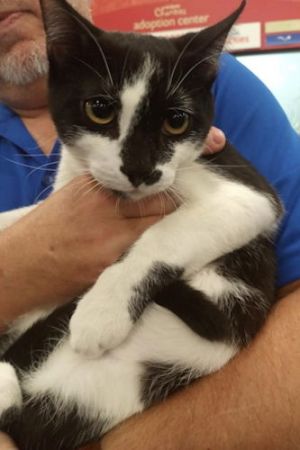 Rain - PetsmartPlantationFosterHome, Young Male unknown
