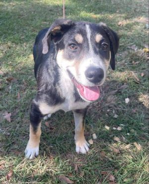 Bates, Young Male Shepherd