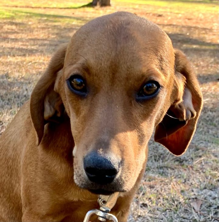 Miniature best sale redbone coonhound