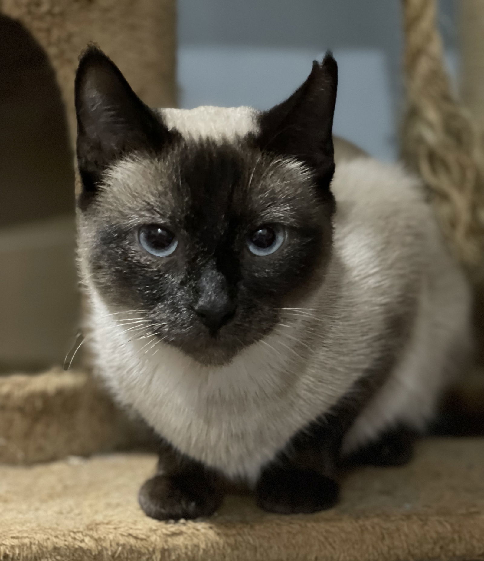 Cat for adoption - Bianca, a Domestic Short Hair & Siamese Mix in ...