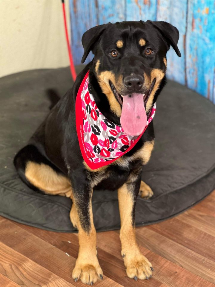 Teddy 2, an adoptable Rottweiler Mix in Weatherford, TX_image-3