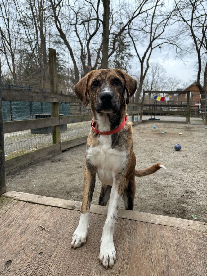 Dog for adoption - Samson, a Plott Hound & Great Pyrenees Mix in ...