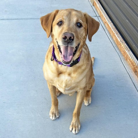 Artie, an adoptable Mixed Breed in Hailey, ID, 83333 | Photo Image 1