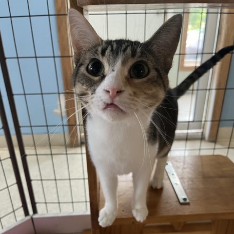 Jaden, an adoptable Domestic Short Hair in Milford, IA, 51351 | Photo Image 1