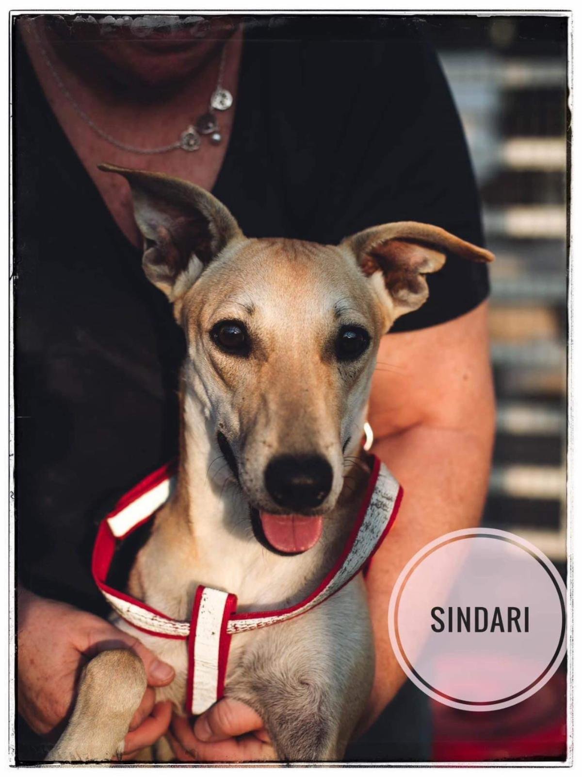 Sindari-Wadi dog, an adoptable Saluki in Cherry Hill, NJ, 08034 | Photo Image 1