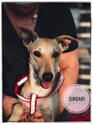 Sindari-Wadi dog