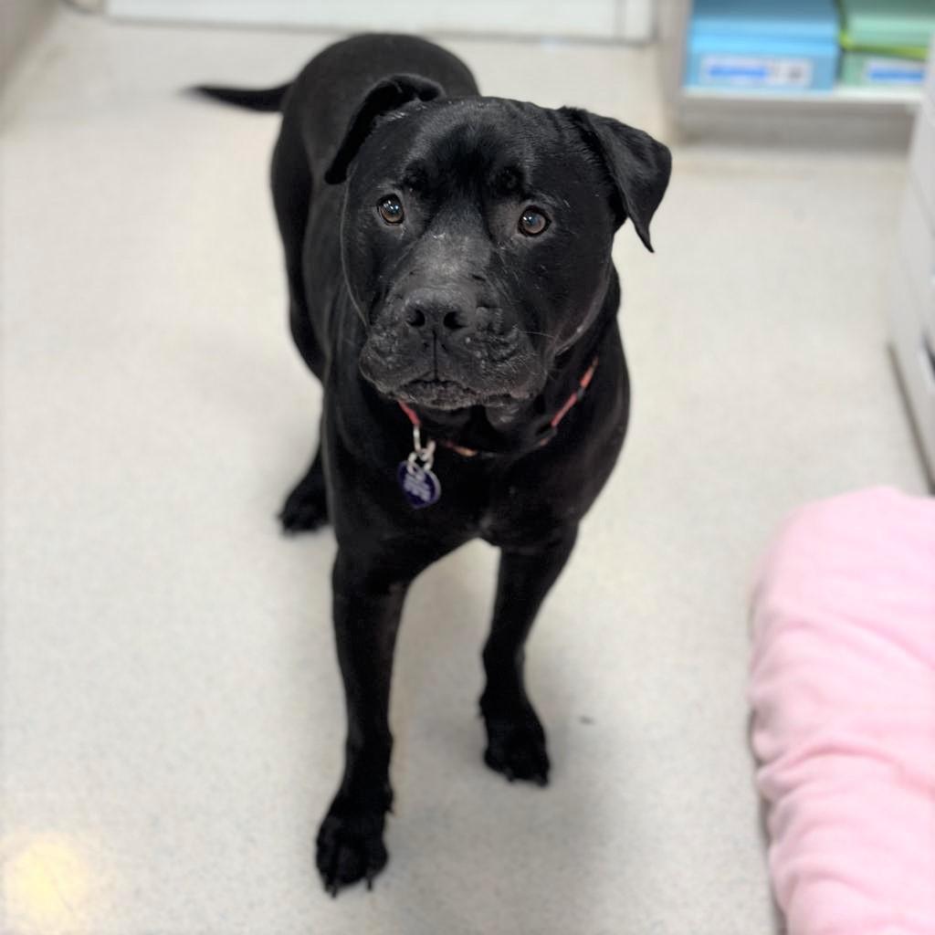 Eeyore, an adoptable Pit Bull Terrier in Rohnert Park, CA, 94928 | Photo Image 1