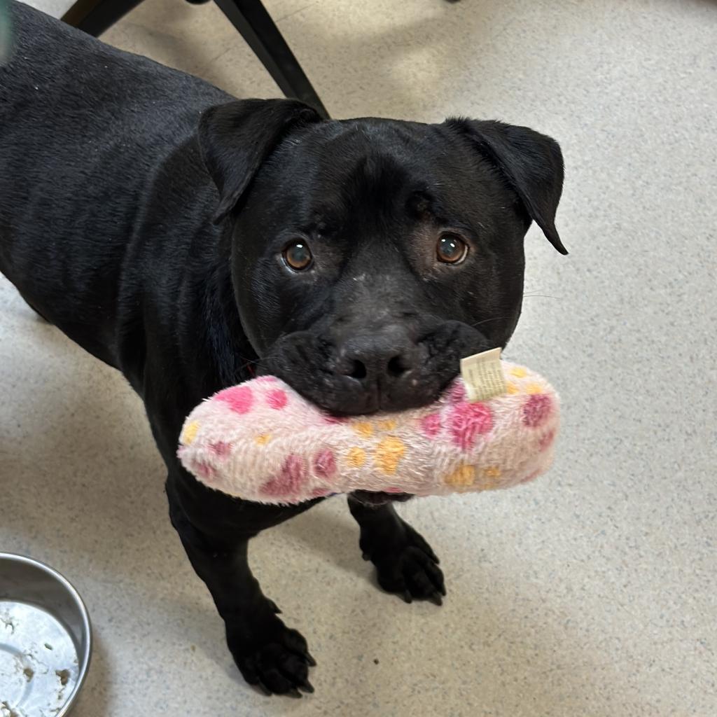 Eeyore, an adoptable Pit Bull Terrier in Rohnert Park, CA, 94928 | Photo Image 3