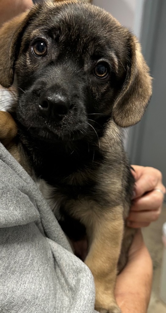 Shih tzu and german shepherd clearance mix puppy