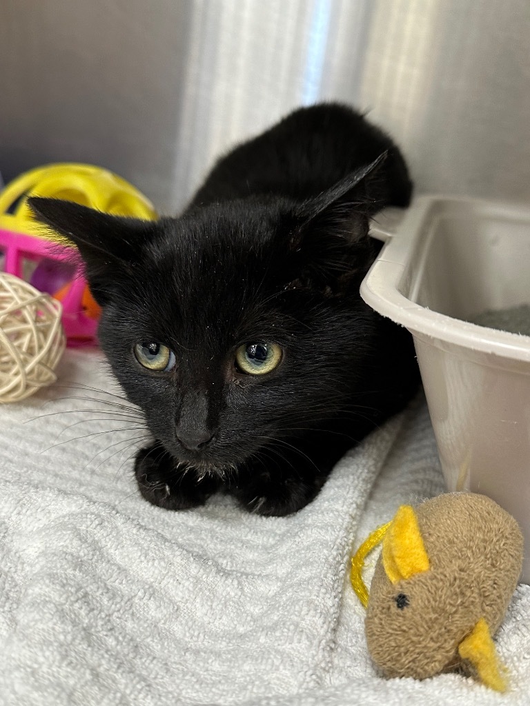 Chrissy Snow, an adoptable Domestic Short Hair in Jonesboro, AR, 72401 | Photo Image 1