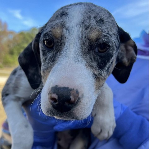 Blue tick best sale hound catahoula mix