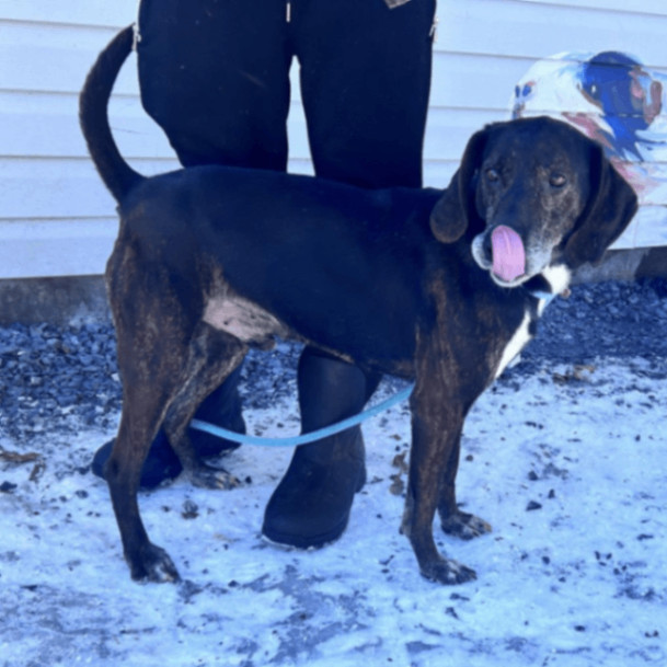 Bluetick plott hound store mix