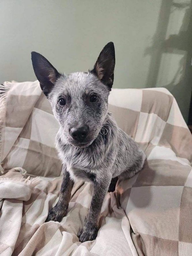 How to housebreak deals a blue heeler