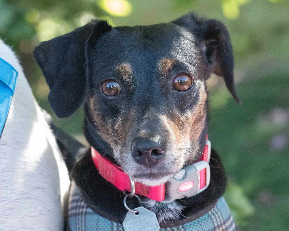 Gigi, an adoptable Terrier, Mixed Breed in Elizabeth, IL, 61028 | Photo Image 2