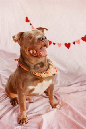 Meet Starr A2549218 a lively and lovable 7-year-old Pitbull mix who has been waiting for his for