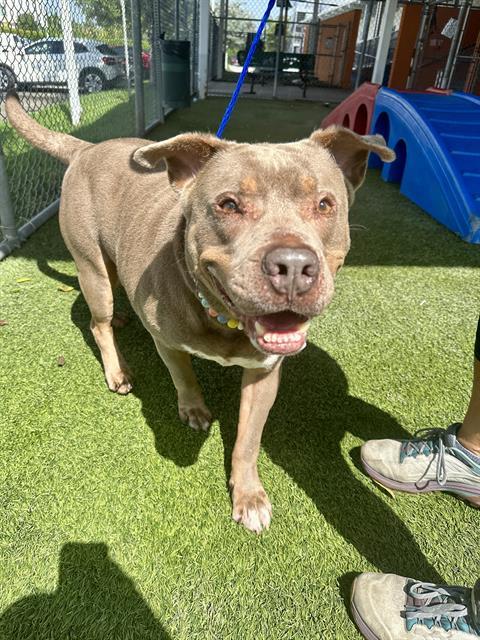 STARR, an adoptable Pit Bull Terrier in Miami, FL, 33122 | Photo Image 1
