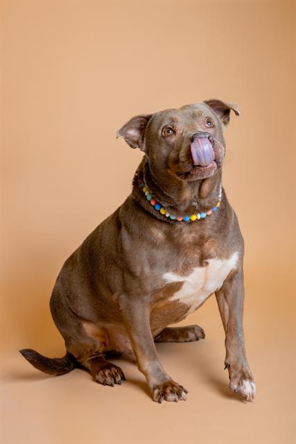 STARR, an adoptable Pit Bull Terrier in Miami, FL, 33122 | Photo Image 1