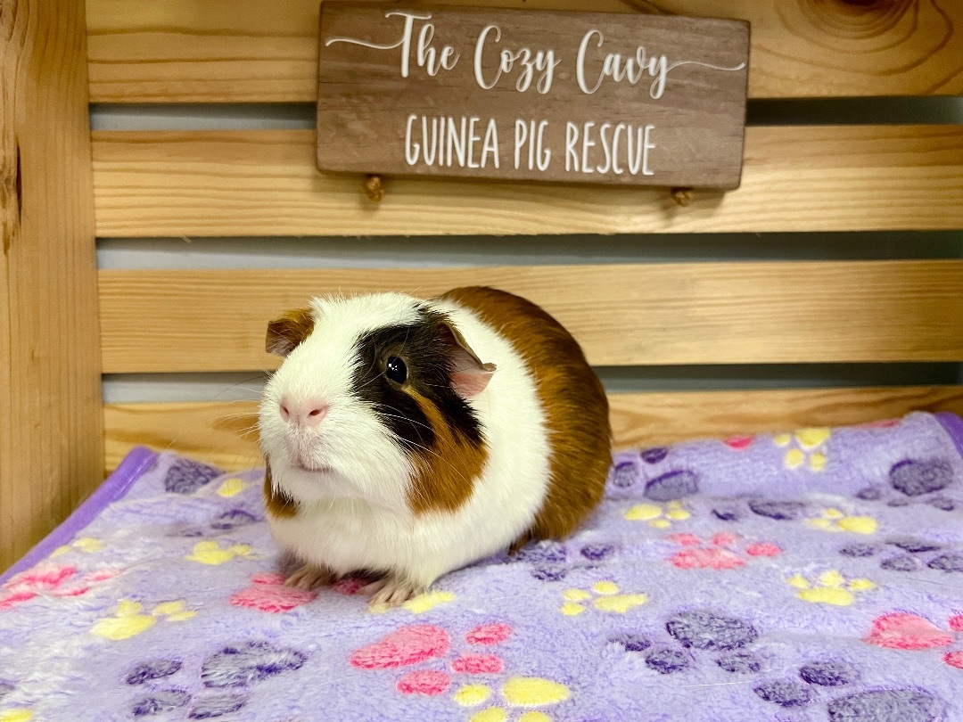 Cavy guinea best sale pig rescue