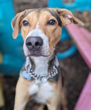 Animal Profile Champ is an approximately 8-month-old 28 lb neutered male Hound mix that joined us 