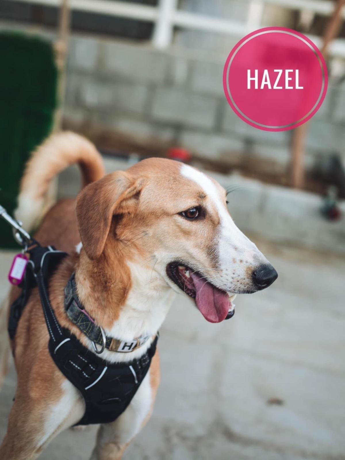 Hazel-Wadi, an adoptable Saluki in Cherry Hill, NJ, 08034 | Photo Image 2