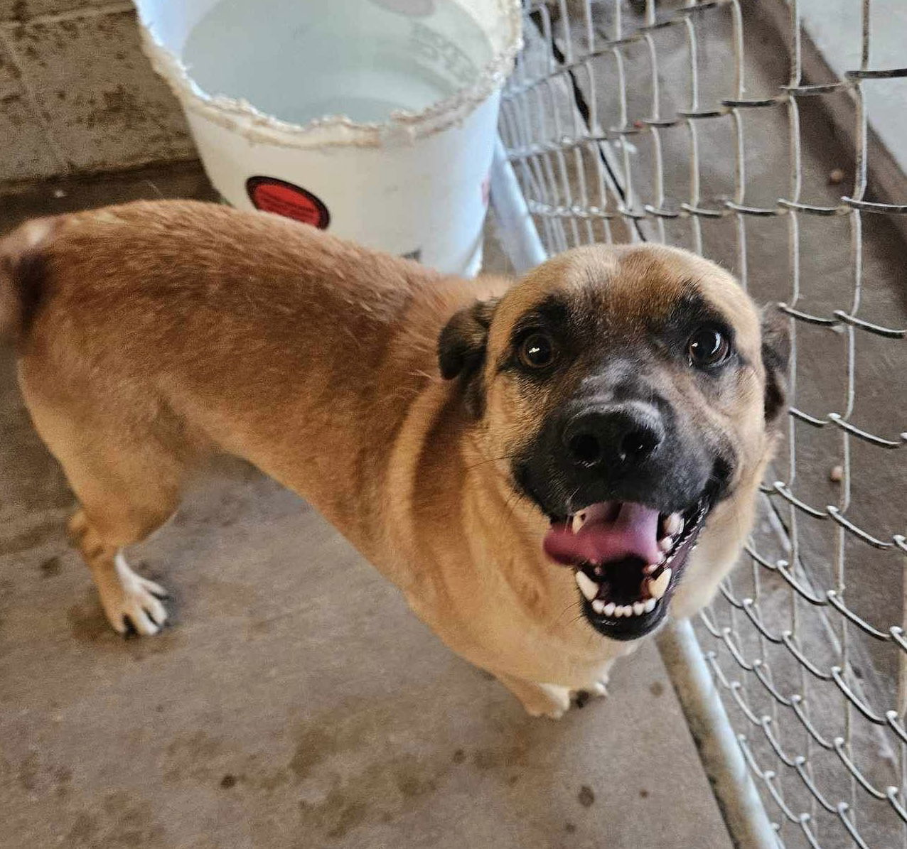 Corndog, an adoptable Shepherd, Pug in El Centro, CA, 92243 | Photo Image 1