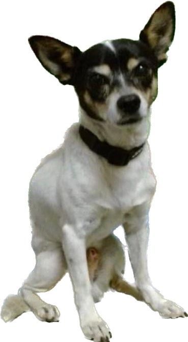 Toy terrier best sale chihuahua mix