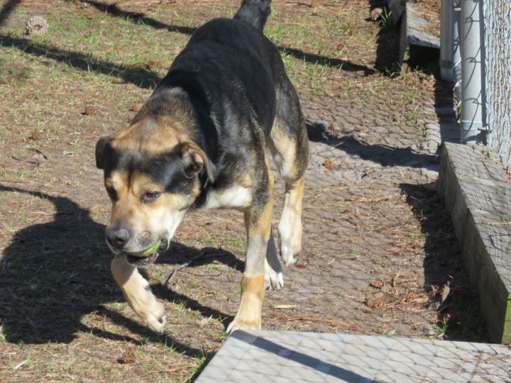 Gunner, an adoptable German Shepherd Dog & Labrador Retriever Mix in Wilmington, NC_image-4