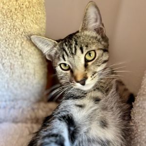 Purr-Snickitty is 1 of a litter of 5 He is approximately 4lbs and has short hair He was found in