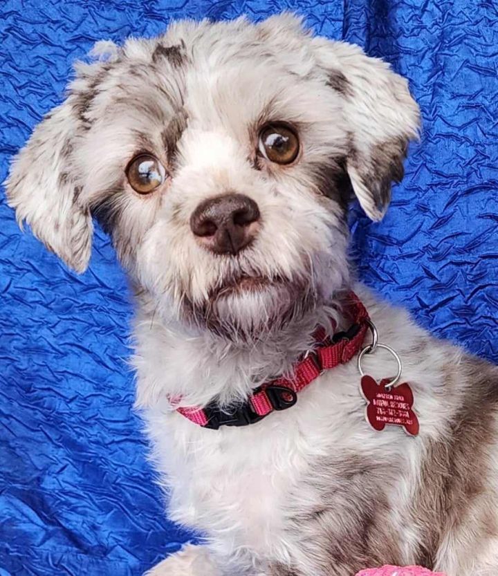 Dog for adoption Ada Merle a Maltese Shih Tzu Mix in Cuba NY