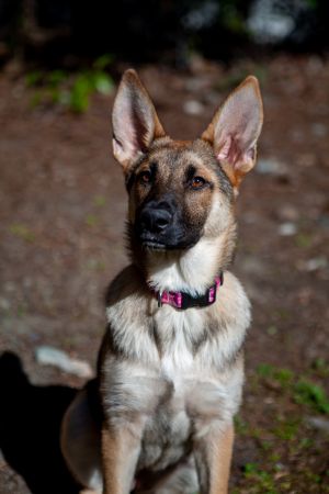 Meet Aurora the radiant German Shepherd puppy ready to illuminate your life with her exuberance and