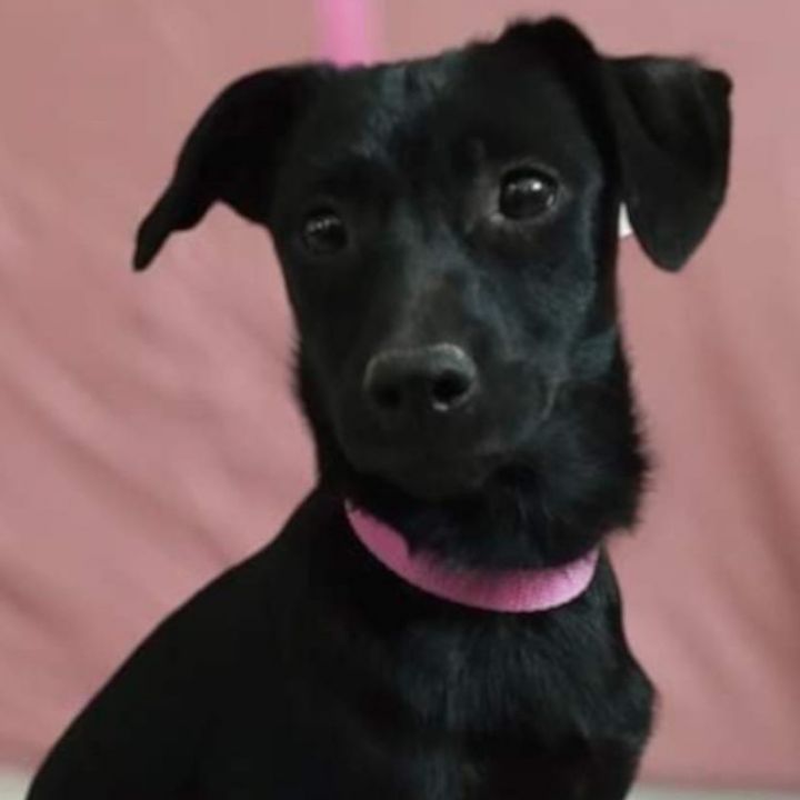 Feist store dachshund mix