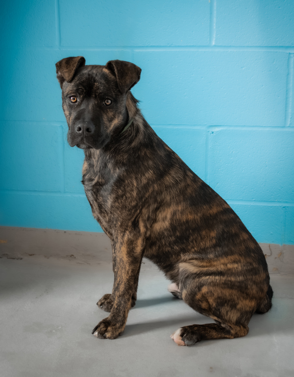 Turbo, an adoptable Pit Bull Terrier Mix in Winchester, KY_image-4